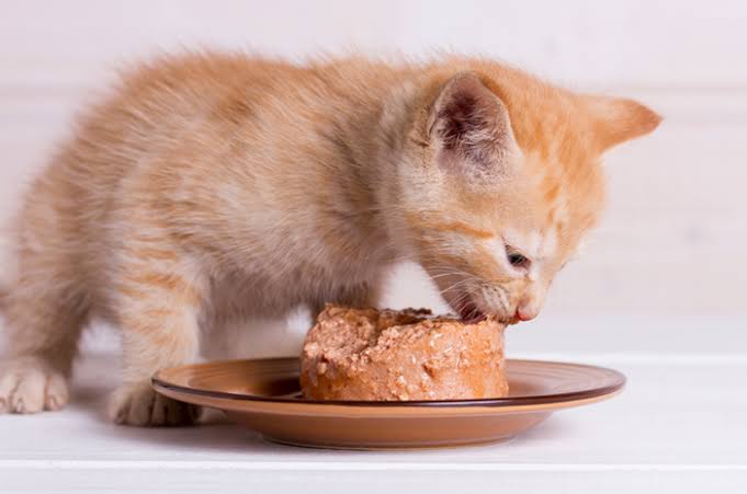 Cara Membuat Makanan Basah Home Made Untuk Kucing 
