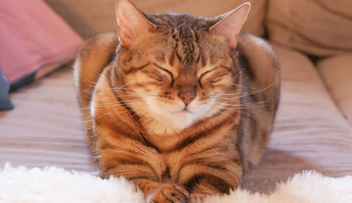 Mengenal 4 Arti Kucing Mengedipkan Mata Perlahan pada Pemiliknya, Pemilik Anabul Wajib Tahu Sih!