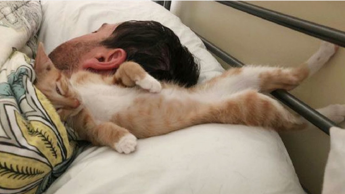 5 Cara Merayu Kucing Agar Ikut Tidur Bersama Dengan Kita, Yuk Ikuti Caranya Disini
