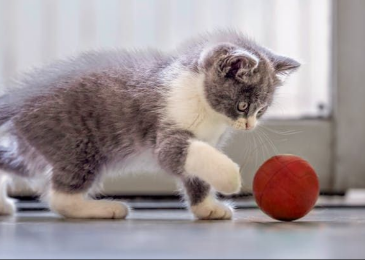 Tahukah Kalian Inilah 5 Fakta Unik yang Terjadi Dalam Otak Kucing, Bikin Pengetahuanmu Bertambah