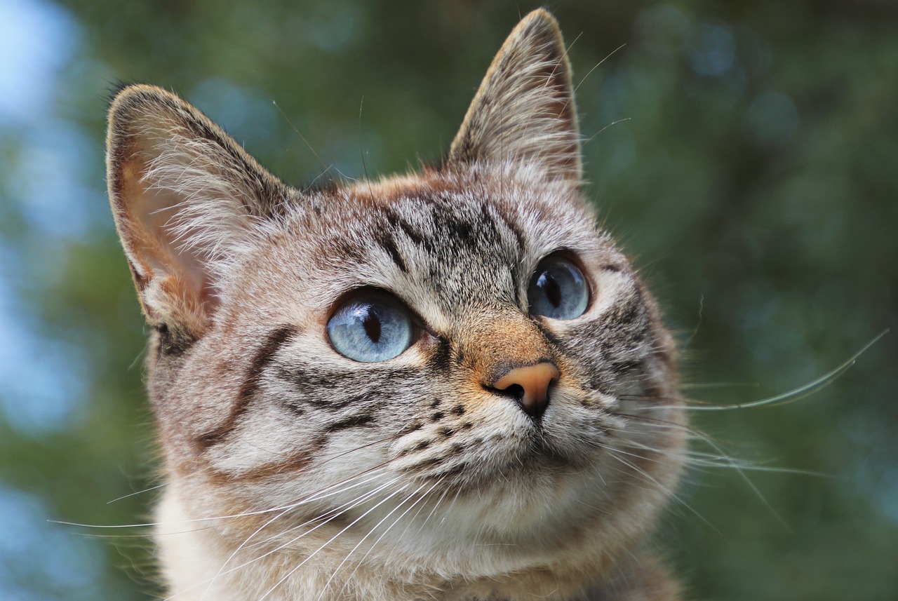 1 Tahun Umur Kucing Sama Dengan 15 Tahun Umur Manusia? Begini Perbandingan Umur Kucing dan Manusia