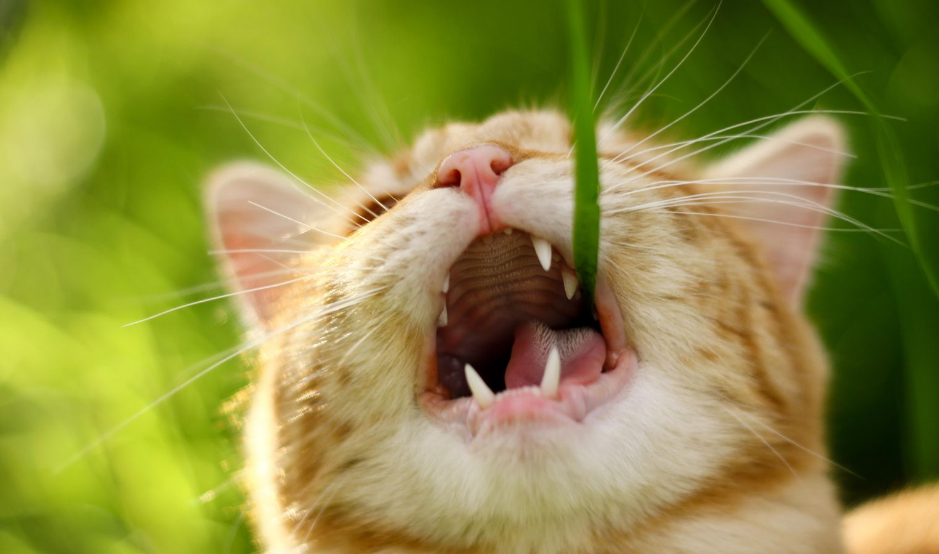 Apakah Aman? Ini 3 Alasan Kenapa Kucing Suka Makan Rumput yang Jarang Diketahui
