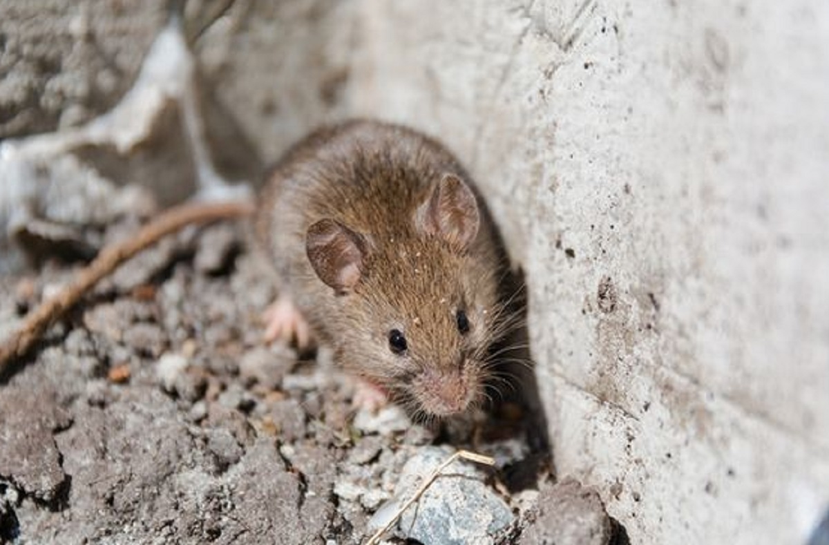 Ampuh Cegah Tikus Masuk Rumah, Yuk Simak 6 Cara Pencegah Tikus Masuk Ke Dalam Rumah