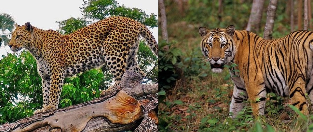 Populasinya Terus Berkurang Di Alam Liar Yuk Simak 5 Fakta Unik Macan Tutul Jawa Yang Sekilas Mirip Harimau