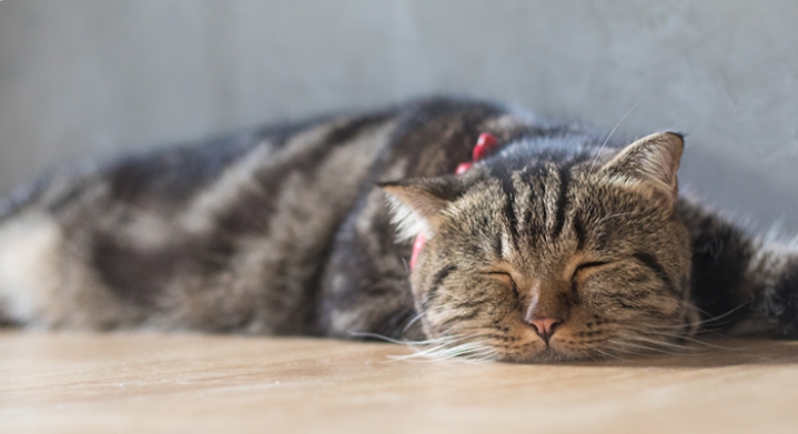 3 Cara Menghilangkan Virus Kucing di Rumah Agar Cepat Sembuh dan Tidak Menyebar
