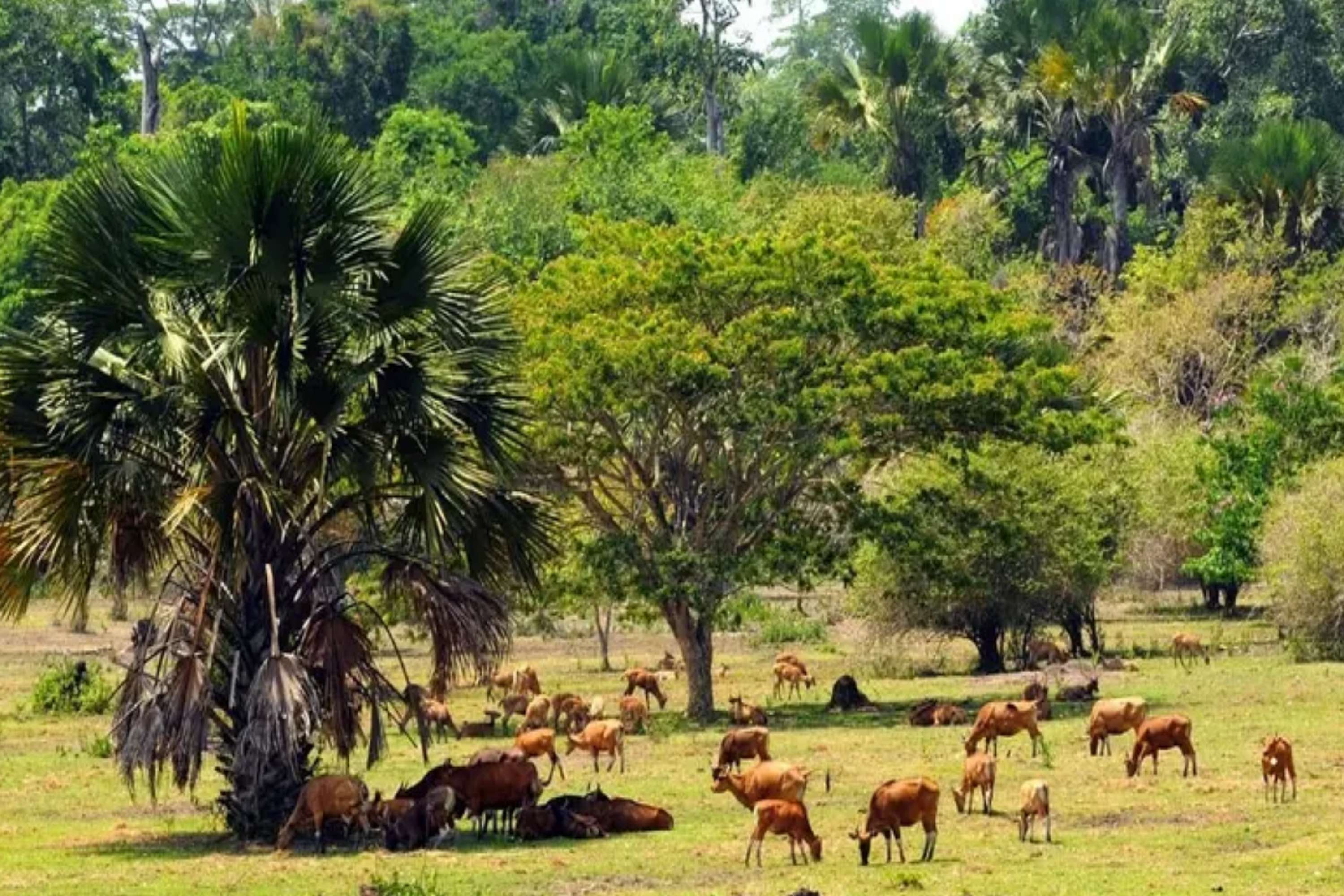 3 Tempat Wisata ini Bisa Menjadi Pilihan Alternatif Liburan di Banyuwangi