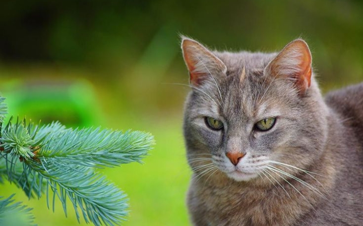 5 Cara Alami Mencegah Kucing Buang Air Besar di Halaman Rumah 