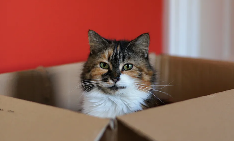 Jarang Diperhatikan! Ini 4 Cara Agar Kucing Kampung Nurut dan Bahagia dengan Kita