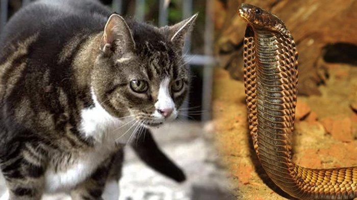 3 Alasan Ular Takut dengan Kucing yang membuat Kabur Terbirit-birit, Ternyata Kucing Bisa jadi Penjaga Rumah