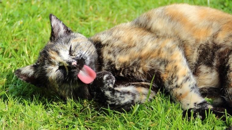 Inilah 5 Penyebab Kucing Kabur dari Rumah yang Jarang Diketahui Pemiliknya