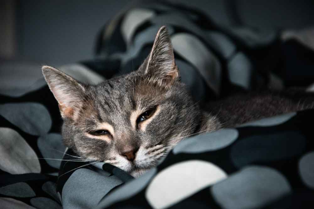 Biar Tidak Berisik Saat Malam, Ini 5 Cara Mencegah Kucing Mengeong Saat Malam Hari, Pemilik Wajib Simak!