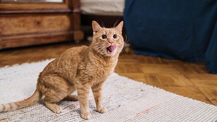 Apa yang Ditakuti Kucing Liar? Inilah 5 Tips Mengusir Kucing Liar Tanpa Membuatnya Cidera Tapi Bikin Kapok!