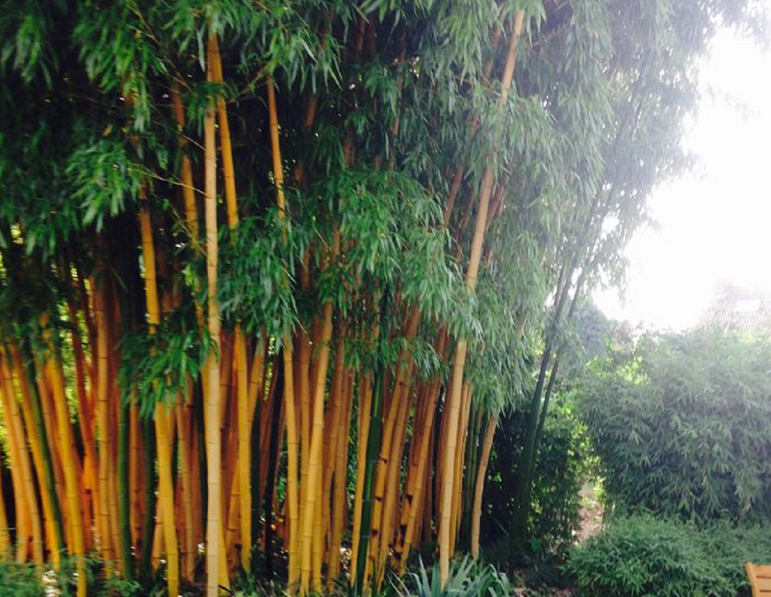 4 Mitos Seputar Bambu Kuning yang Ditanam di Halaman Rumah, Apakah Bisa Mengusir Jin?