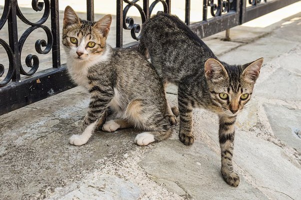 Kucing Kampung Bisa Dipelihara dan Menjadi Nurut dengan Lakukan 3 Cara Ini, Ayo Mulai Pelihara Kucing Kampung!