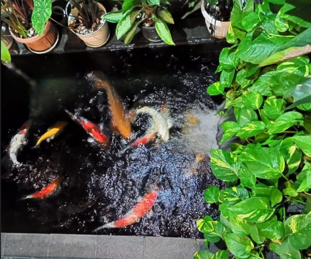 Manfaat Tanaman Sirih Gading untuk Kolam Koi, Bukan Hanya Mempercantik Kolam Saja Lho