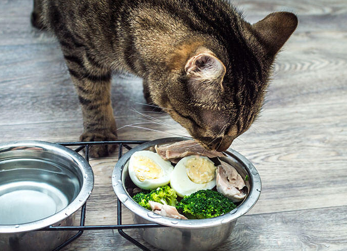 Inilah 4 Cara Membuat Makanan Kucing dari Telur Ayam agar Cepat Gemuk dan Berbulu Lebat