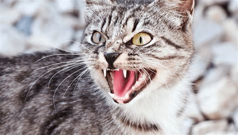 Waspada!! Inilah 5 Ciri Kucing Rabies Yang Harus Anda Ketahui, Gigitannya Sangat Bahaya..
