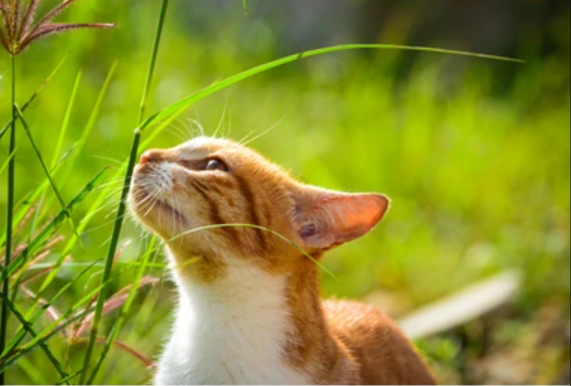 Tidak Perlu Turun Tangan, 5 Cara Mengusir Kucing Secara Alami Dengan Aroma yang Tidak Disukainya