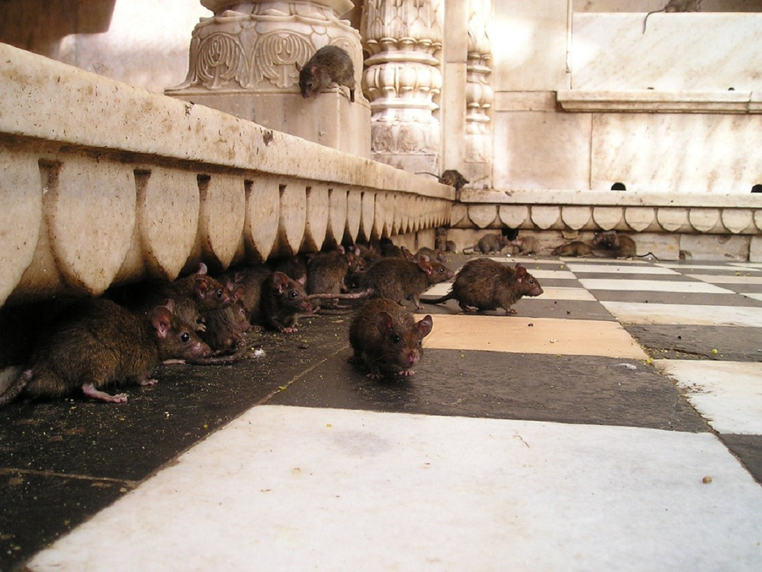 Jadi Tempat Favorit Tikus, Begini 3 Cara Mencegah Tikus Bersarang Di Atap Rumah, Berikut Penjelasannya