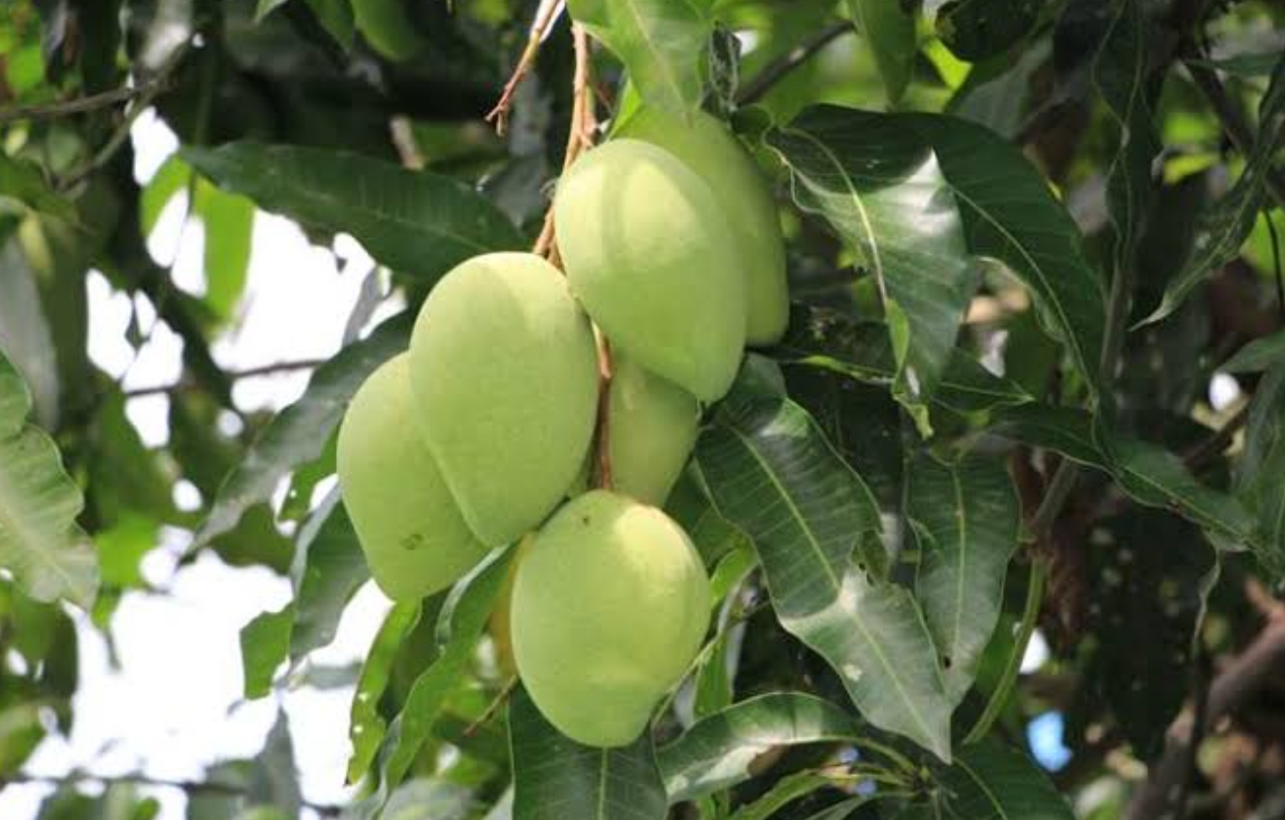 Cara Menanam Mangga Cangkok di Pot, Tetap Bisa Berbuah dengan Lebat, Mau Coba?