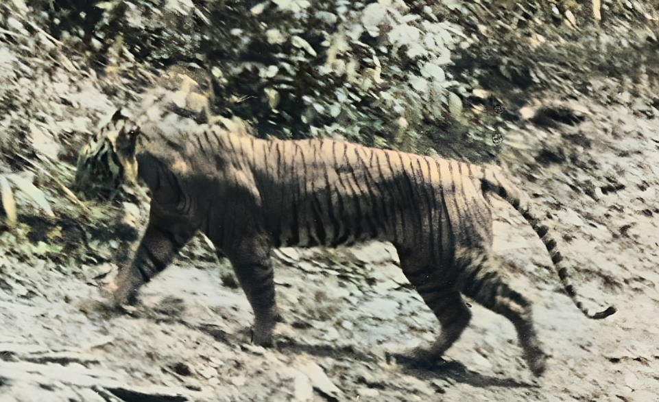 Harimau Jawa Terlihat Jelas Tahun 2002, Ingin Terkam Pendaki Gunung Ciremai, Tinggal Berjarak 3-4 Meter