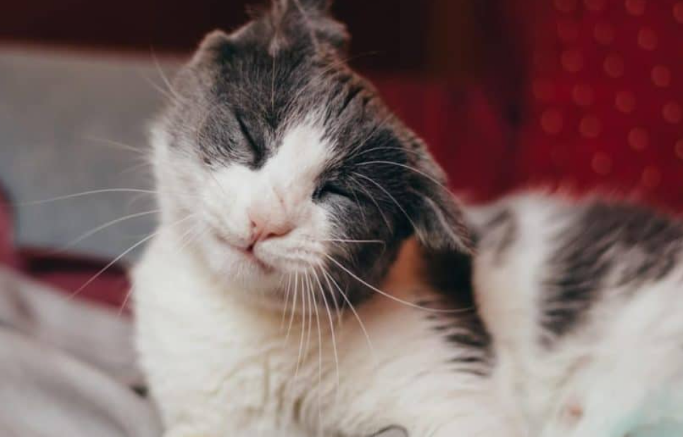 Yuk! Mengenal 5 Bahasa Tubuh Kucing dari Gerakan Telinga yang Wajib Diketahui Pemilik Anabul