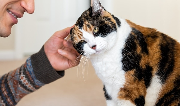 Ini 5 Cara Kucing Mengenali Namanya, yang Bisa diajari Oleh Pemiliknya