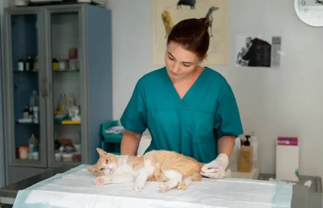 Mengetahui Berapa Biaya Sterilisasi Kucing, Yuk Nabung untuk Anabul Kesayangan