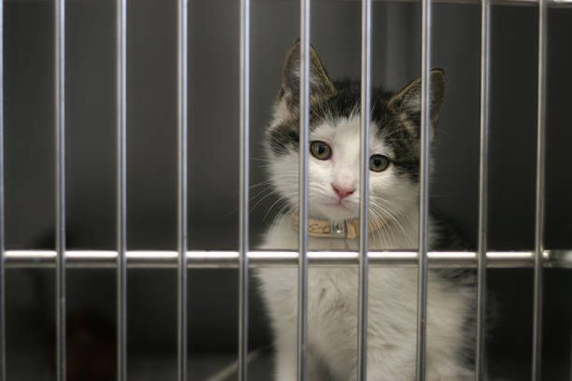 5 Cara Mencegah Kucing Hamil Tanpa Steril, Aman dan Bisa Dilakukan Oleh Pemilik Kucing Lho!
