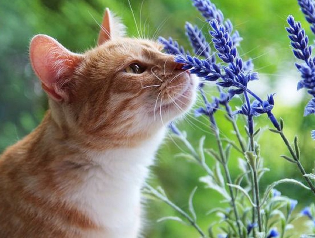 Yuk Cari Tahu 7 Tanaman Yang Tidak Disukai Kucing, Ternyata Kucing Benci Dengan Tanaman-Tanaman Ini