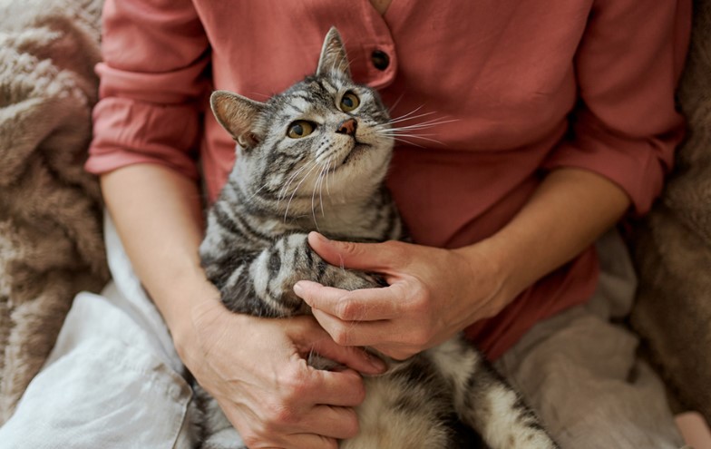 Ini 5 Pertanda Kucing Sudah Tua, Serta Jenis Perawatan yang Perlu Kita Siapkan!