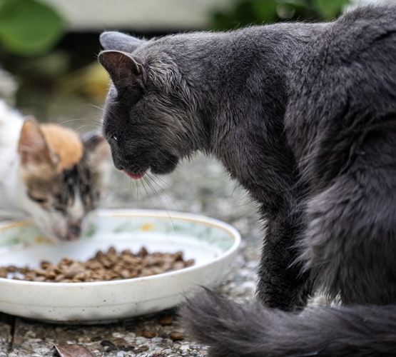 Memberi Makan Kucing Liar Apakah Sedekah? Inilah 5 Keistimewaan Memberi Makan Kucing Liar, Jangan Pelit!