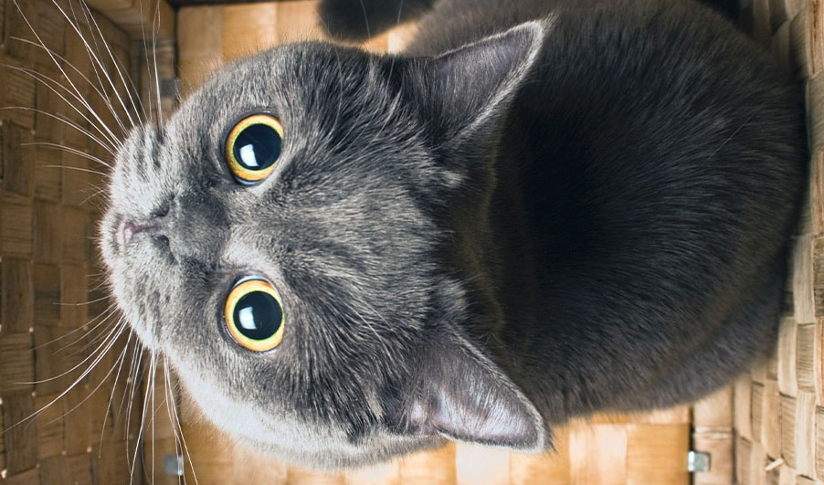 Kenapa Kucing Suka Menatap Pemiliknya? Berikut 5 Alasan yang Bisa Bikin Catlover Baper