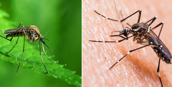 Apa Perbedaan Nyamuk Rumah Dan Nyamuk Kebun? Lebih Bahaya Mana? Simak Disini