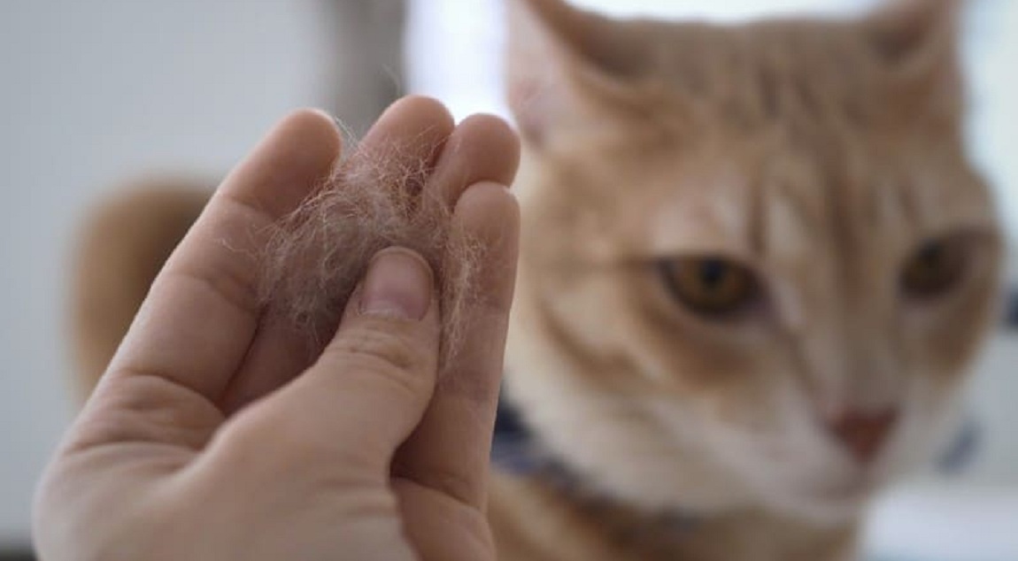 6 Penyebab Bulu Kucing Menjadi Mudah Rontok dan Botak, Yuk Simak Disini Beserta Cara Mengatasinya!