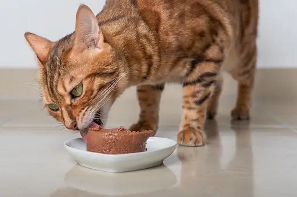 Apakah Kita Boleh Makan Makanan Kucing? Ternyata Boleh Meskipun ada 3 Efek Sampingnya Berikut Ini