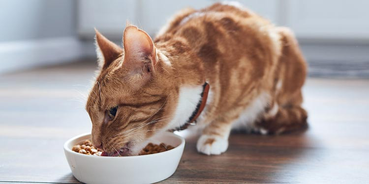 Tak Perlu Beli! Cara Mudah Membuat Makanan Kering Untuk Kucing