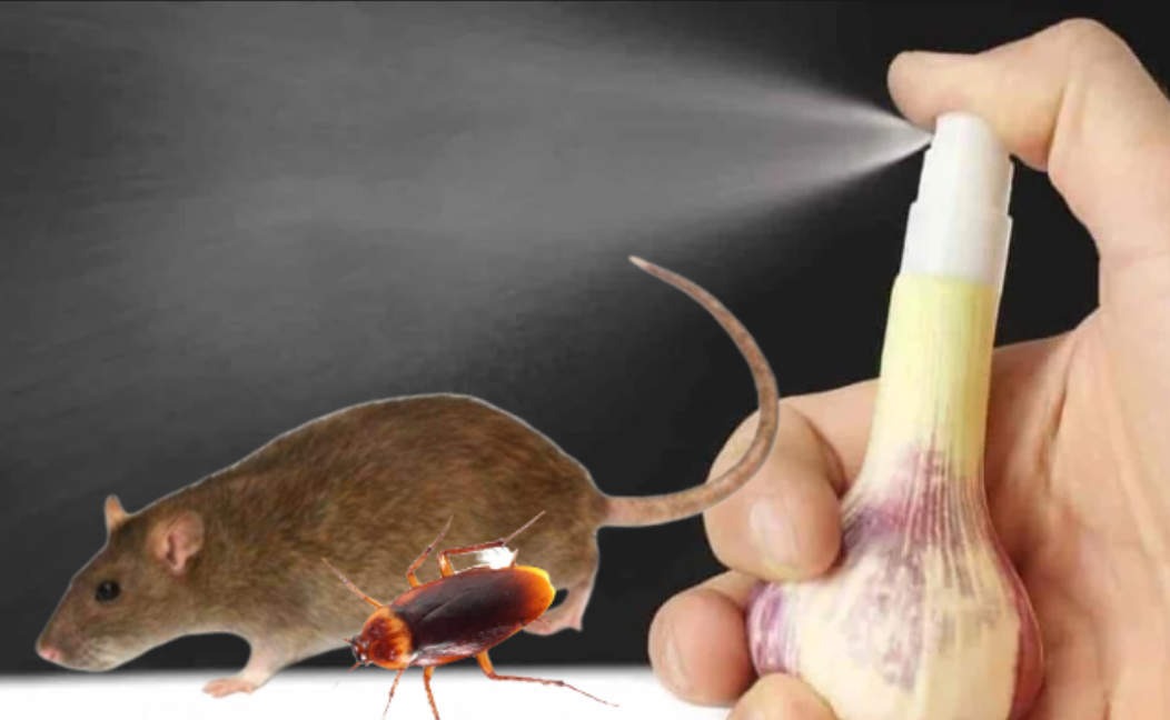Risih Banyak Hama di Rumah? 4 Cara Membuat Pestisida dari Bawang Putih untuk mengusir Tikus dan Kecoak