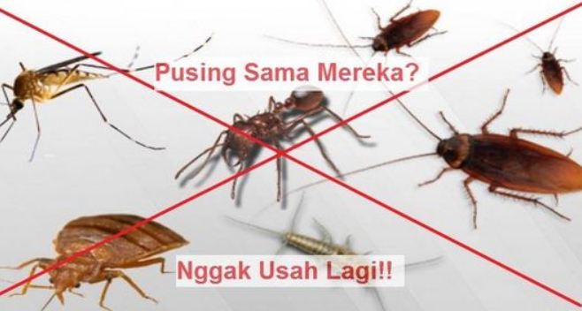 Tamu Tak Diundang! Inilah 4 Penyebab Kecoak Masuk Ke Rumah Anda Dan Cara Mengatasinya