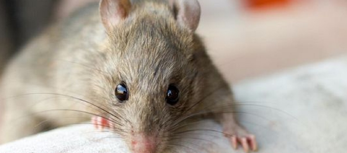 Aromanya Bikin Tikus Pusing, Begini 5 Cara Mengusir Tikus Dari Plafon Rumah