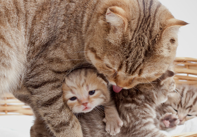 Inilah 6 Ciri Kucing Mau Melahirkan yang Bisa Dilihat dari Perilaku Anabul