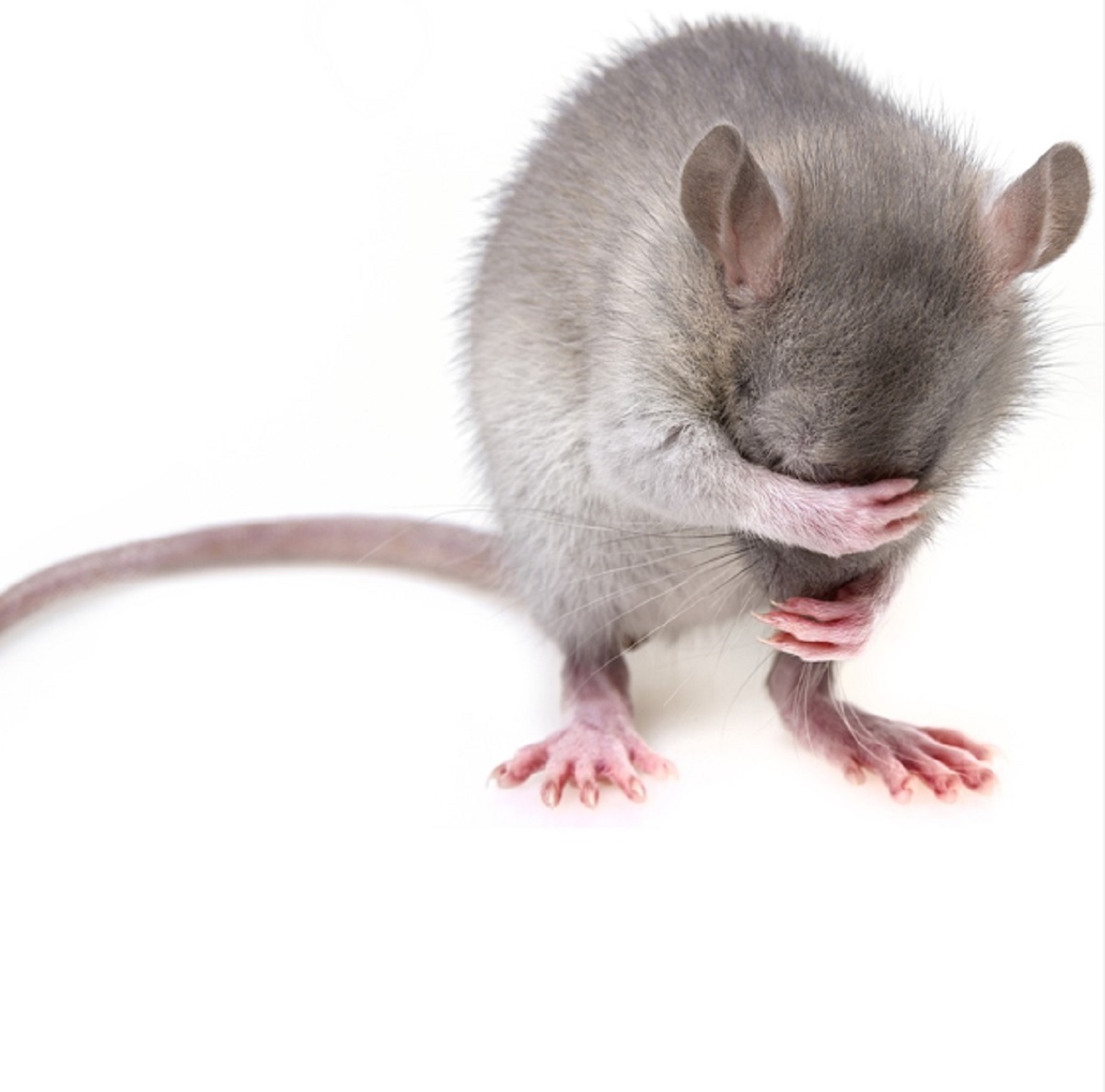 5 Cara Membuat Perangkap Tikus Dengan Kapur Barus, Yuk Simak Caranya Disini