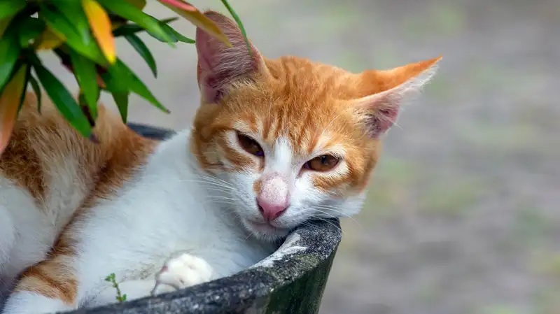 Pelihara Kucing Kampung Yuk! Inilah 3 Cara Membuat Kucing Kampung Menjadi Penurut dan Mudah Untuk Diajari