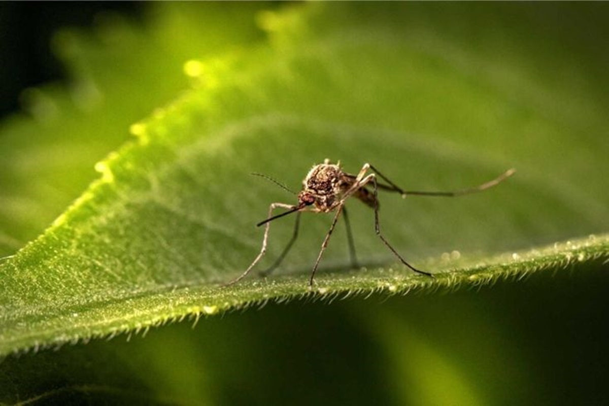 Banyak Nyamuk di Rumah? Ini Dia 10 Jenis Tanaman yang Ampuh Mengusir Nyamuk