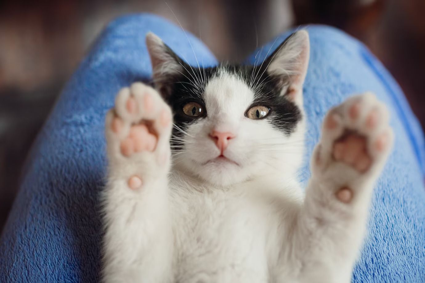 Unik dan Jarang Diketahui! Ternyata Karakter Kucing Bisa Dilihat Dari 5 Bentuk Paw atau Telapak Kaki Kucing
