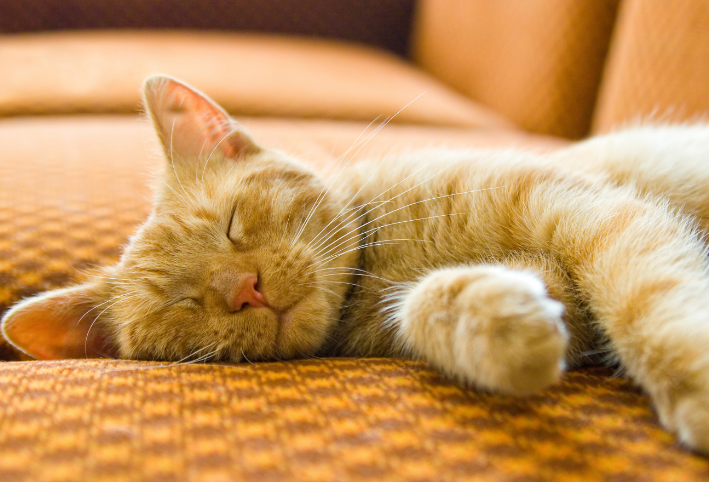 Bukan karena Malas! Ternyata Ini 5 Alasan Kenapa Kucing Tidur Terus, Bisa Jadi Sedang Sakit