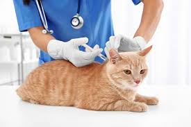 Pentingnya Vaksinasi Pada Kucing Beserta Jenisnya. Cat Lovers Wajib Tahu!