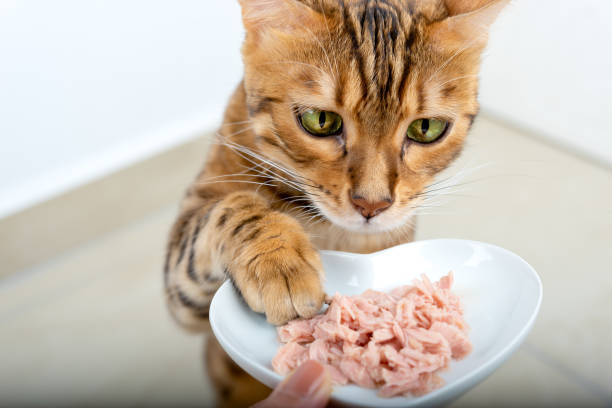 Bikin Kucing Cepat Gemuk, Ini 3 Olahan Makanan Kucing yang Bisa Dibuat Sendiri di Rumah