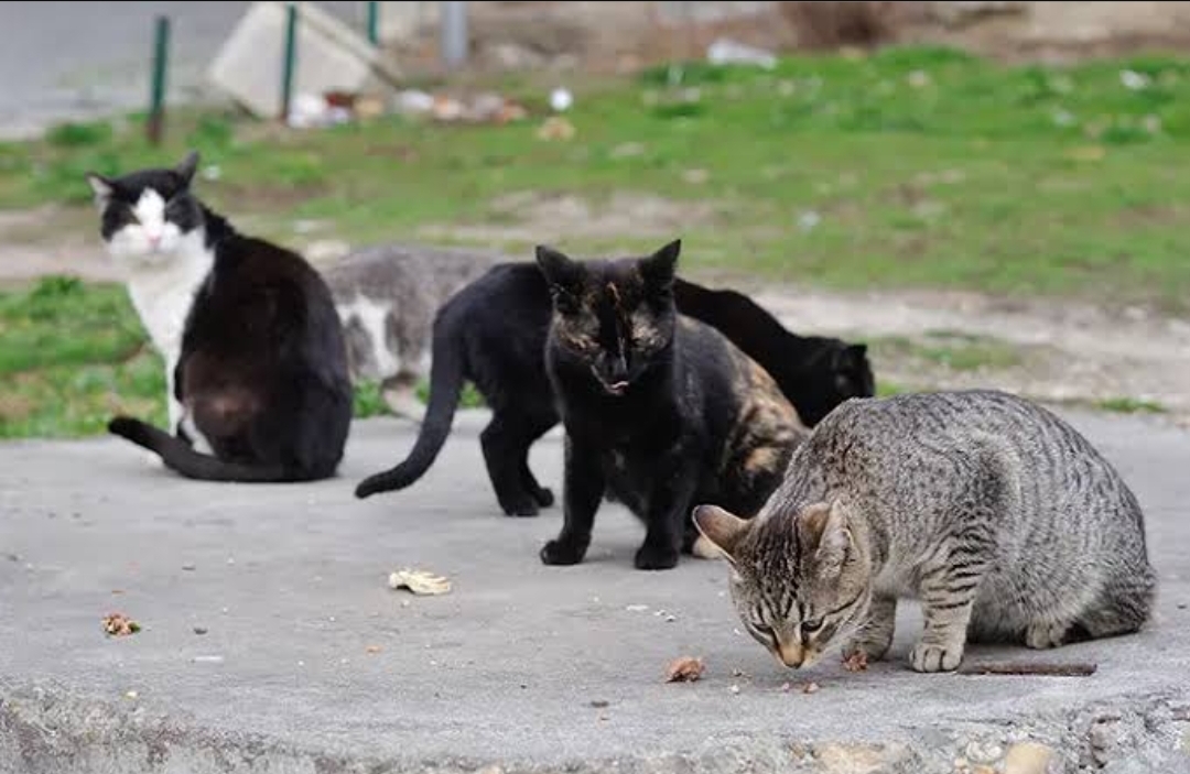 5 Makanan Kucing Kampung tanpa Ribet, Ternyata Tidak Harus Ikan, Bisa Tempe