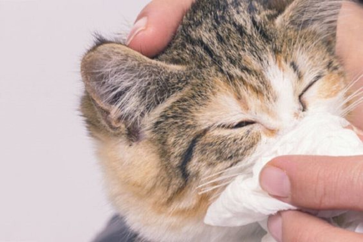 Kenali Sebelum Terlambat! Ternyata ini 5 Penyebab Kucing Bersin Terus dan 5 Cara Mengatasinya